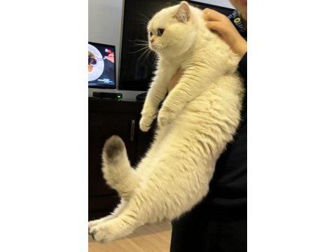Silver british shorthair bey