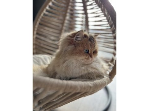 3 yaşında british longhair ny11