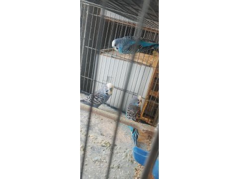 Erkek ve hazır muhabbet kuşu dişiler