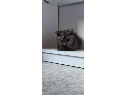 Çikolata dondurma british shorthair