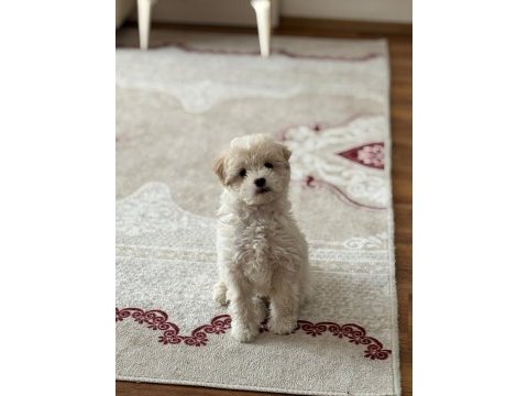 3 aylık aşıları yapılmış terrier