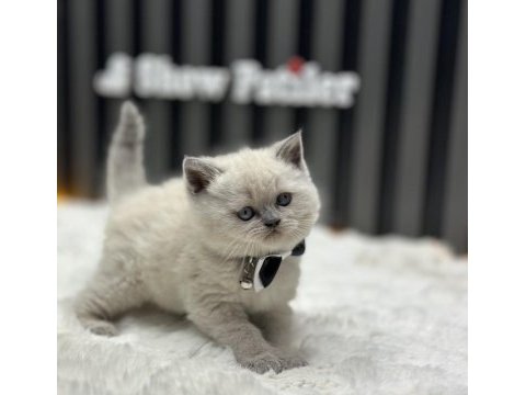 Baby face british shorthair blue point