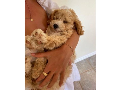 Kg garantili maltipoo