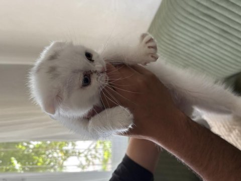 2,5. aylık scottish fold