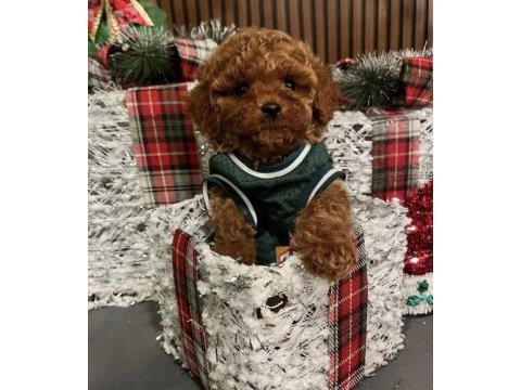 Ev ortamında doğup büyümüş micro toy poodle