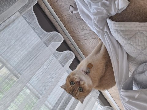 Kısır erkek scottish fold gold