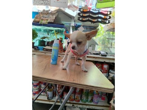 Chihuahua dişi 6 aylık