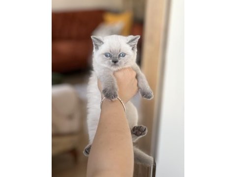 İnsan canlısı blue point safkan british shorthair yavru