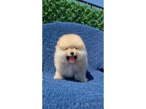 Dişi ayı surat pomeranian boo