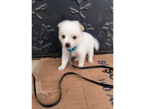 Pomeranian spitz