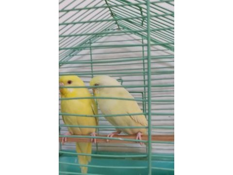 Cremio çift muhabbet kuşu