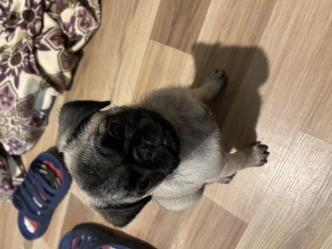 Pug yavrumuz yeni ev arıyor