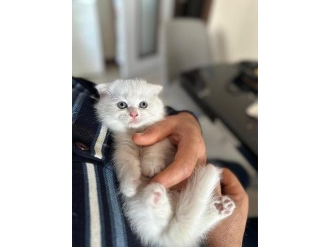 Scottish fold prenses hazır