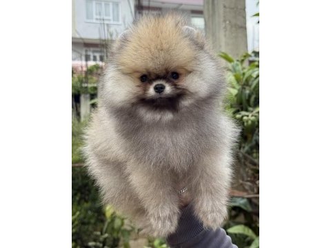 Üst kalite ayıcık surat pomeranian boo