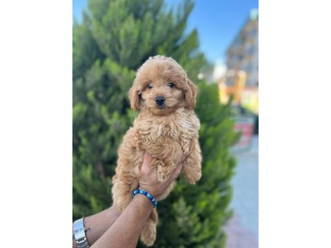 Poodle yavrumuz