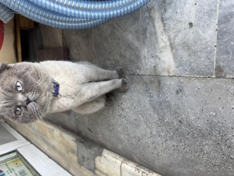 1 yaşında scottish fold erkek