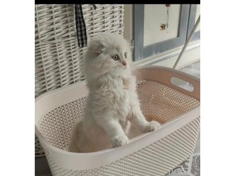 Scottish fold yavru