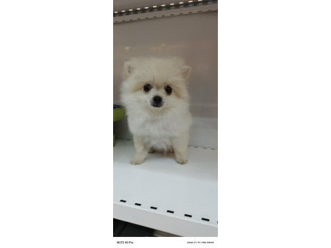 Yeni yuvasına gitmeye hazır pomeranian