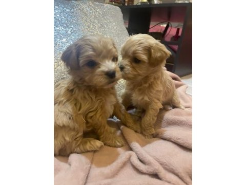 Baby face maltipoo korekan yavrular