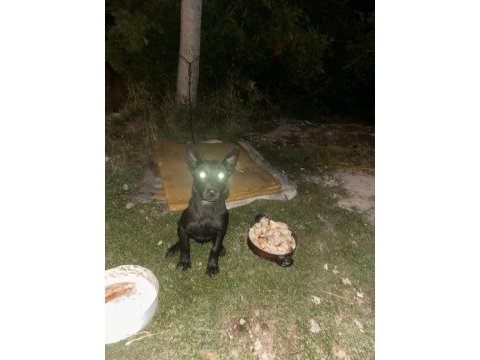 3 aylık yavru belçika kurdu