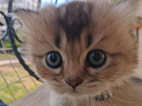 Teslime hazır british shorthair