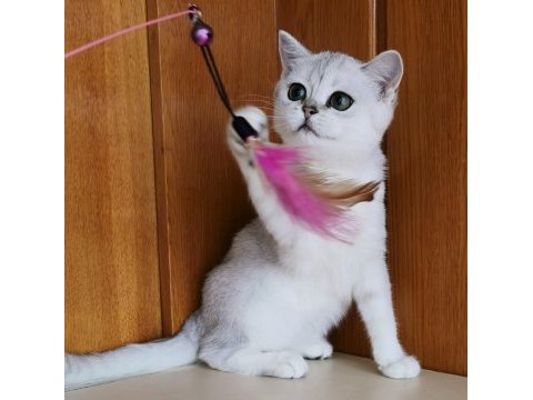 Scottish straight shorthair ns11 dişi