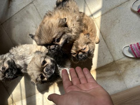 2 aylık safkan çin pekinezi basık burun minyatür