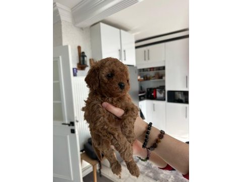 Toy poodle sahiplendirilecek köpeğimiz