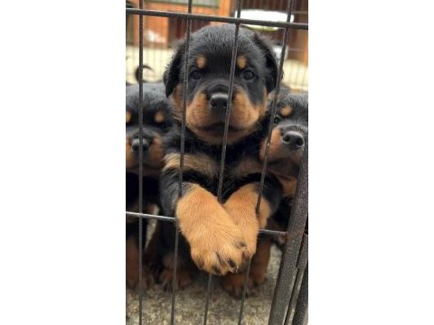 Rottweiler yavrularımız evinizin neşesi olacaktır
