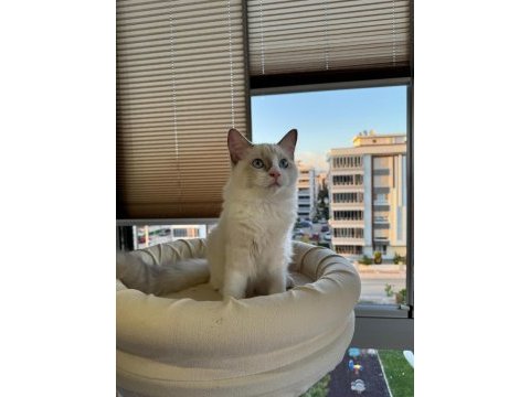 Boncuk gözlü safkan ragdoll yavru