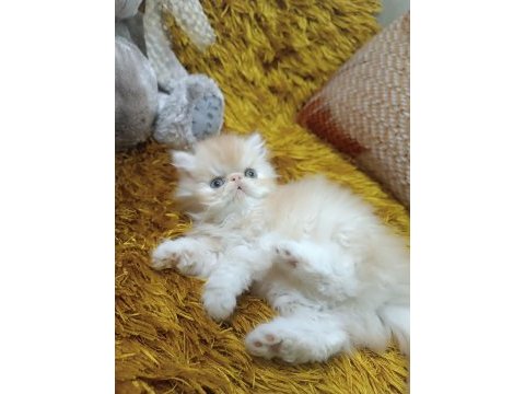 Efsane iran persian orijinal