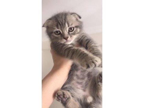 2 aylık scottish fold hareketli sipsiler