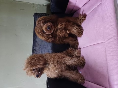Bir avuç poodle mutluluk