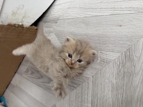 Scottish fold lilak longhair disi