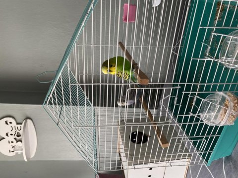 Çift muhabbet kuşu uygun fiyattan verilecektir