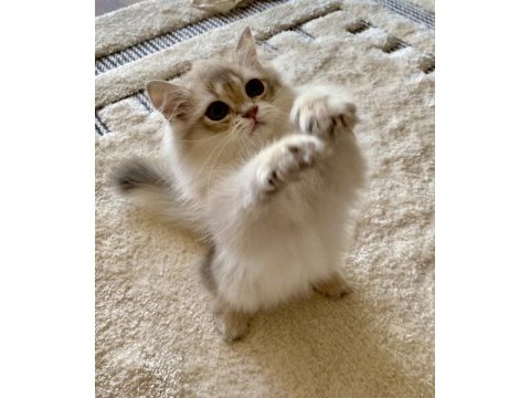 Safkan british longhair blue golden erkek yavru
