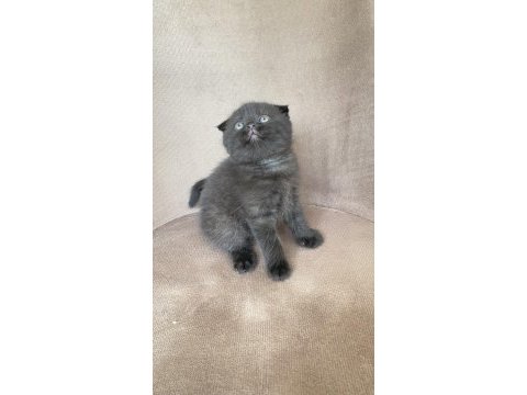 Scottish fold bebeğimiz