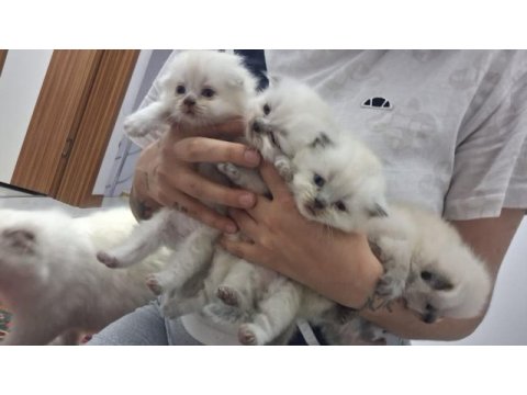 Biritis shorthair ve longhair kardesler