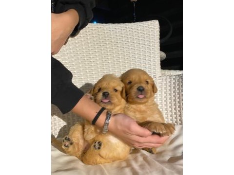 Baby face golden retriever bebekler