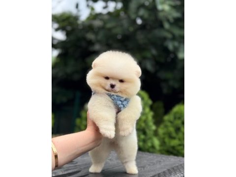 Pomeranian köpekleri