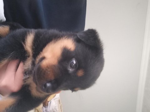 Saf yavru iki aylık garantili erkek rottweiler