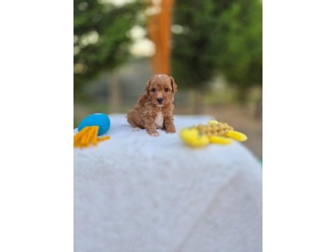 Ruhsatlı köpek çiftliğinden maltipoo yavrularımız 