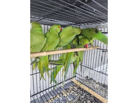 4 aylık yavru pakistan papağanı