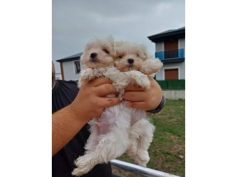 Maltese yavru bebekler