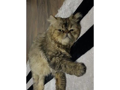 İran kedimi sahiplendirmek istiyorum