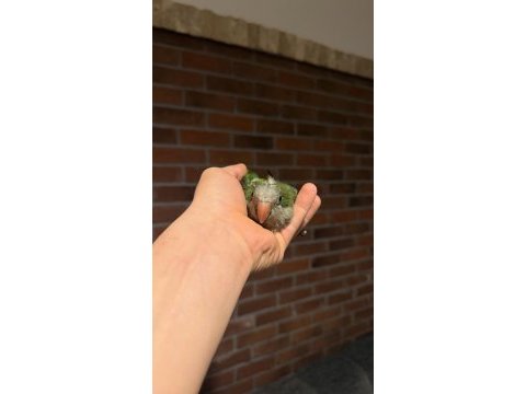 Full evcil monk papağanı (keşiş)