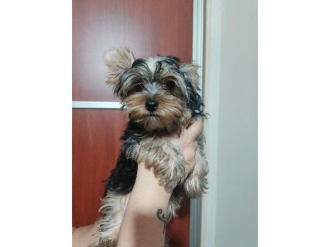 Yorkshire terrier erkek yavrumuz