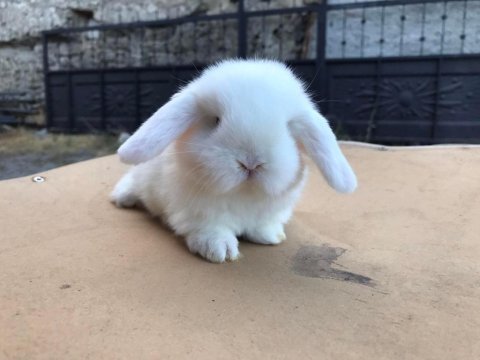 Orjinal mini lop tavşan