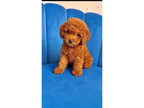 Erkek tuvalet eğitimli toy poodle sağlık garantili