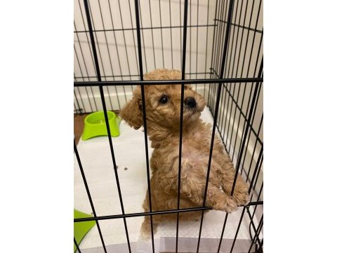 2 aylık köpeğim muffinim